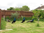 SX26937 Peacocks [Pavo cristatus] in garden.jpg